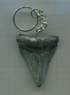 Брелок. Зуб ископаемой акулы Мегалодона