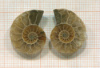 Аммонит. Мадагаскар