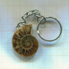Брелок. Аммонит
