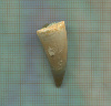 Зуб ископаемой акулы
